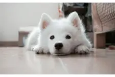 Yavru Köpek Hıçkırık Nedenleri?